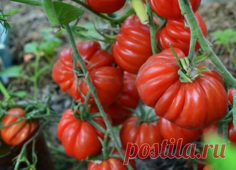 Томат Тлаколула: описание, фото, отзывы Подбираете для своего участка томаты необычной формы? Огородники рекомендуют обратить внимание на сорт под названием Тлаколула. Он был привезен из