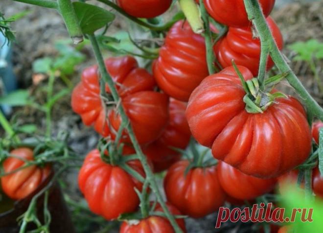 Томат Тлаколула: описание, фото, отзывы Подбираете для своего участка томаты необычной формы? Огородники рекомендуют обратить внимание на сорт под названием Тлаколула. Он был привезен из