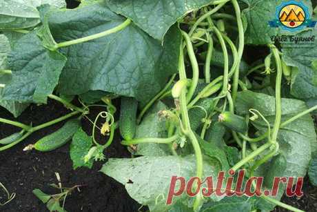 Борная кислота - применение для помидоров и опрыскивание огурцов в теплице, как часто подкармливать, правильно разводить и обработать борной кислотой и йодом помидоры для завязи.