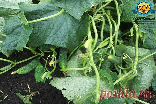 Борная кислота - применение для помидоров и опрыскивание огурцов в теплице, как часто подкармливать, правильно разводить и обработать борной кислотой и йодом помидоры для завязи.