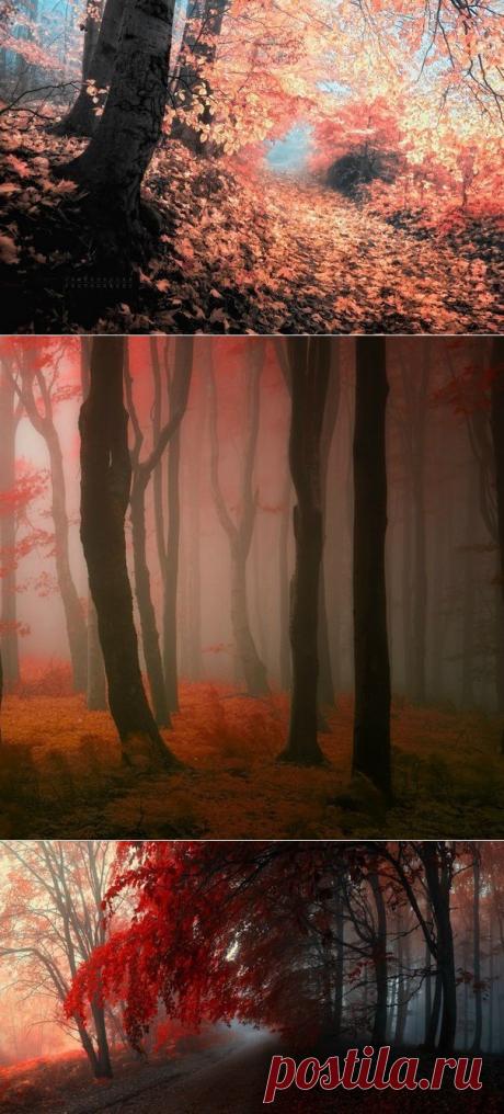 Сказочный лес