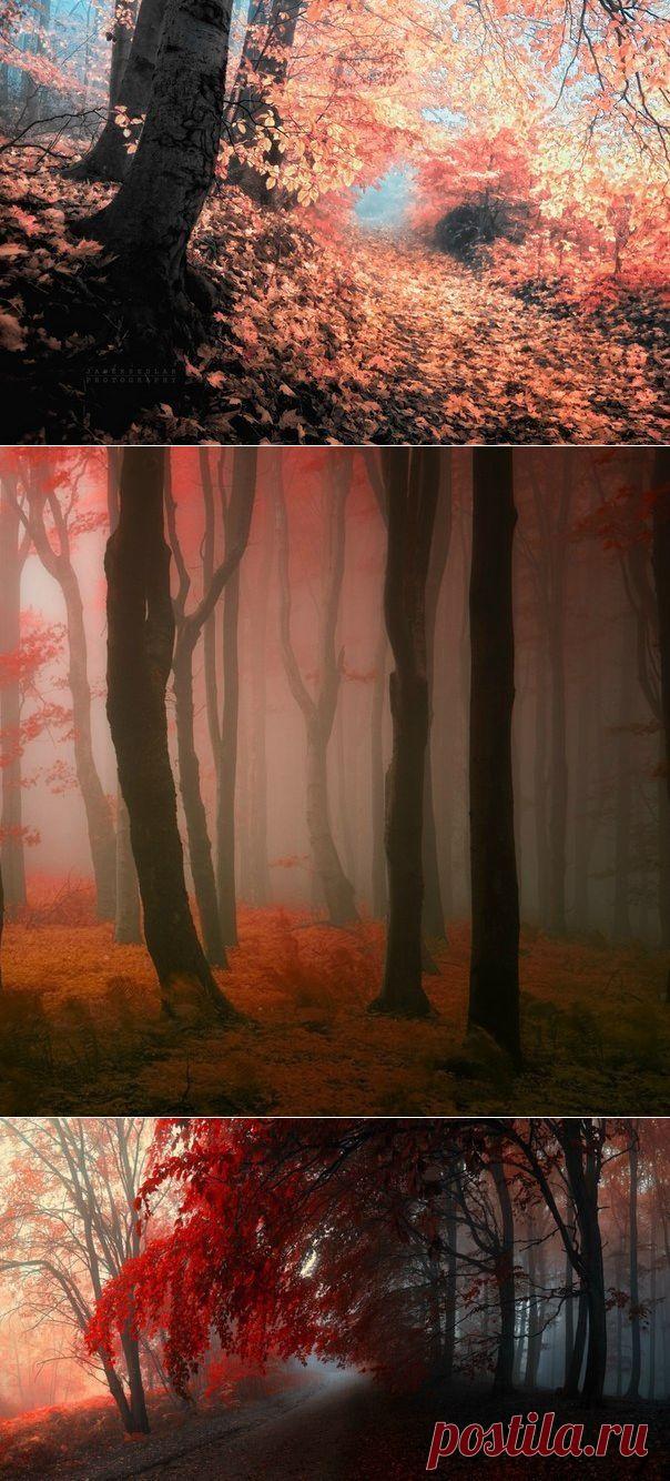 Сказочный лес