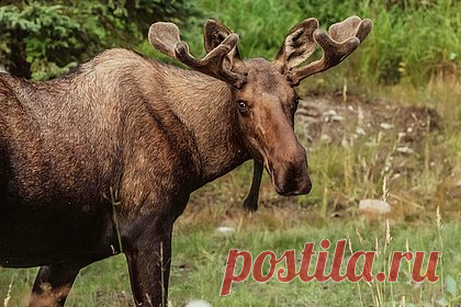 Лосиха затоптала пытавшегося снять ее лосят фотографа