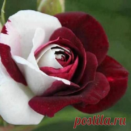 Цветы, каких вы никогда ещё не видели!