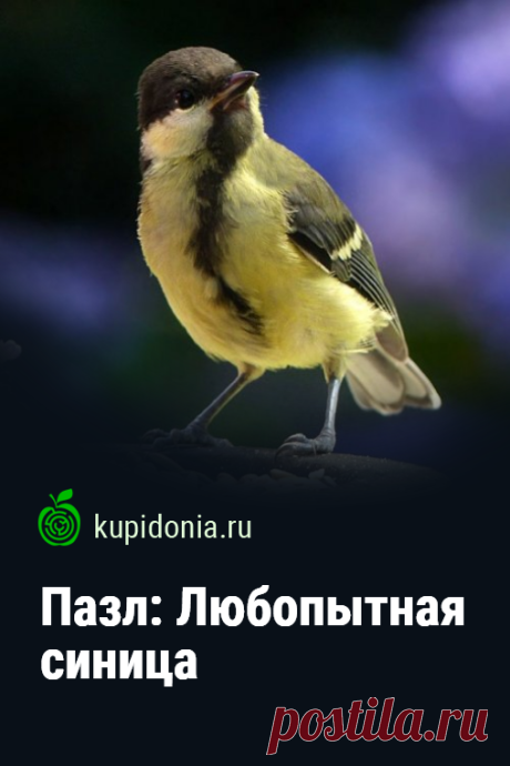 Пазл: Любопытная синица. Красивый пазл онлайн с любопытной синицей из серии «Птицы». Собирайте пазлы на сайте! Это отличная тренировка для мозга.