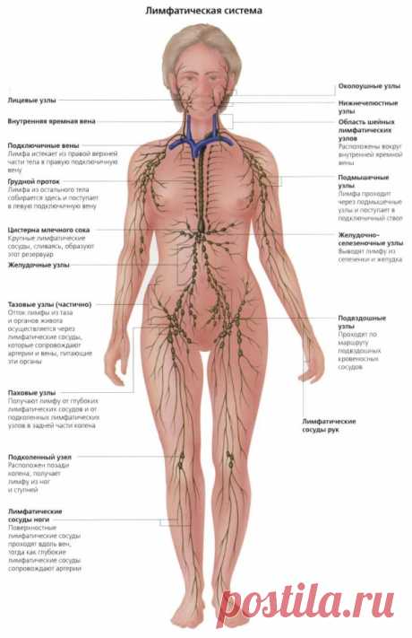 Активация лимфосистемы. Упражнения цигун | Фитнес от Мэри Поппинс