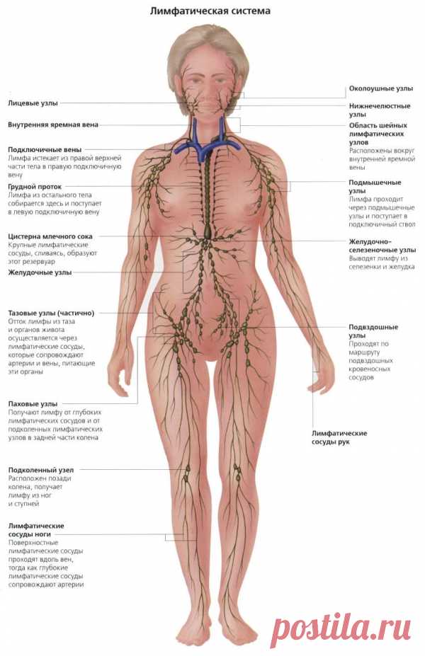 Активация лимфосистемы. Упражнения цигун | Фитнес от Мэри Поппинс