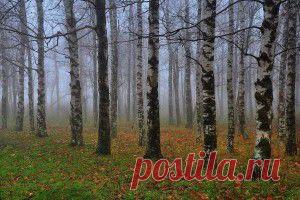 березы - обои на рабочий стол