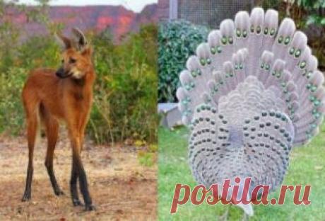 15 удивительных зверей, в существование которых сложно поверить Животные повсюду. Они живут в наших домах, мы ежедневно видим их на улице. Казалось бы, этим существам нечем нас удивить, но как бы не так. На самом деле среднестатистический человек знает о зверином ...