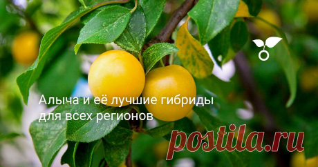 Алыча – преимущественно слаборослое деревце или крупный кустарник, метра 3, хотя есть и крупные деревья, более 4 метров. Колонновидные имеют узкую, не раскидистую крону.