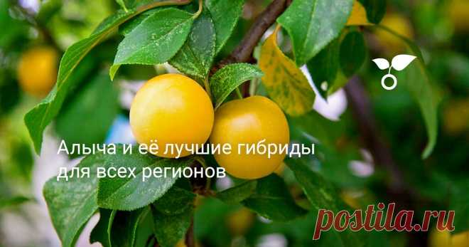 Алыча – преимущественно слаборослое деревце или крупный кустарник, метра 3, хотя есть и крупные деревья, более 4 метров. Колонновидные имеют узкую, не раскидистую крону.