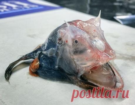 Зоя Боур-Москаленко - Харьков, Харьковская обл., Украина, 71 год на Мой Мир@Mail.ru