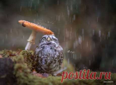 10 фото милой совы Польди