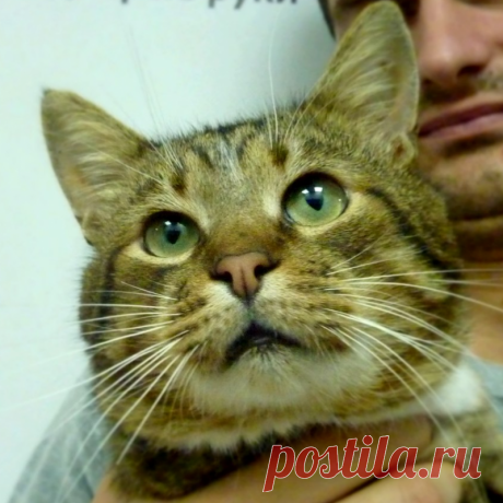 «Стой, посмотри мне в глаза!» Кот Вася держал за свитер мужчину, - Разговоры обо всем. Отношения, жизнь.