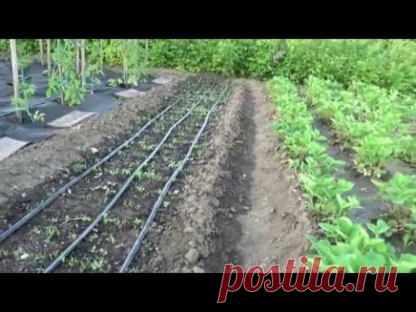 Капельный полив своими руками.Автоматизация полива.
