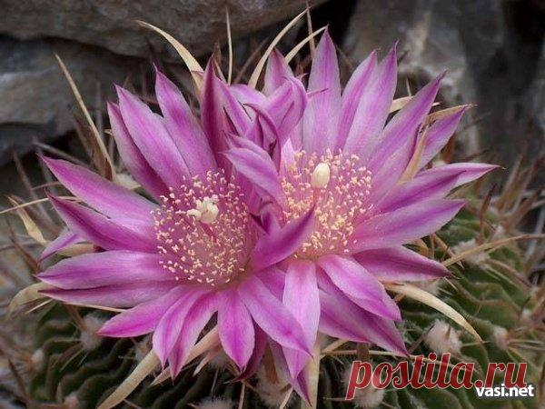цветение кактуса - Самое интересное в блогах
