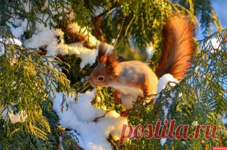 Фото: Вы ещё за столом? Тогда я иду к вам!. Фотолюбитель Владимир Чистяков. Фото животных. Фотосайт Расфокус.ру