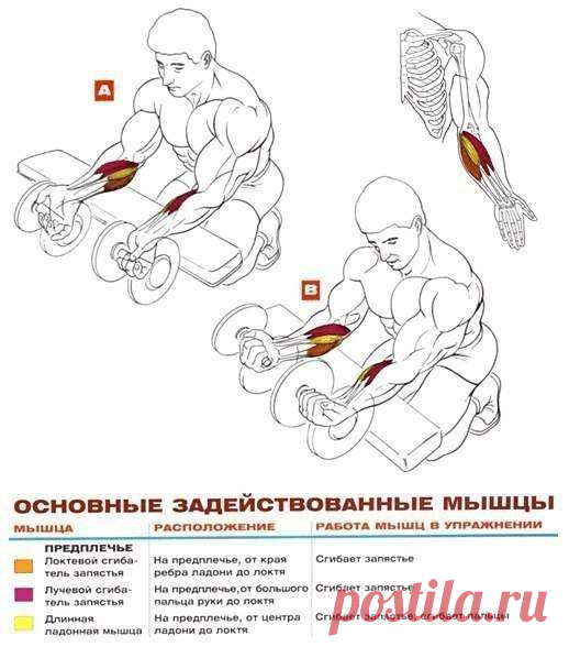 Бицепс и предплечья - основные упражнения! / Абсолютное здоровье
