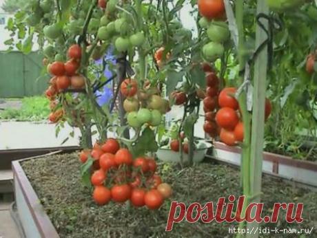 как вырастить урожайный помидорный куст.