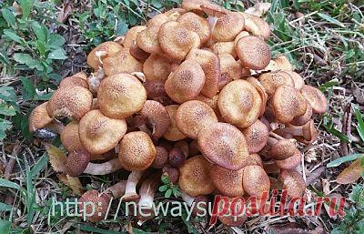 Опята Польза и вред | Здоровье и красота от природы