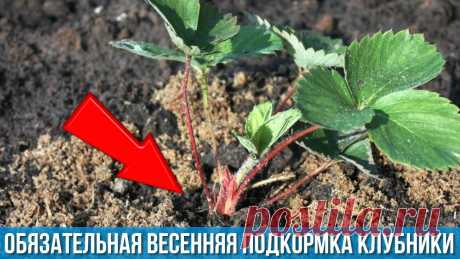 Всегда делаю так и у меня очень много крупной КЛУБНИКИ Обязательная подкормка для обильного плодоношения