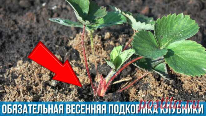 Всегда делаю так и у меня очень много крупной КЛУБНИКИ Обязательная подкормка для обильного плодоношения