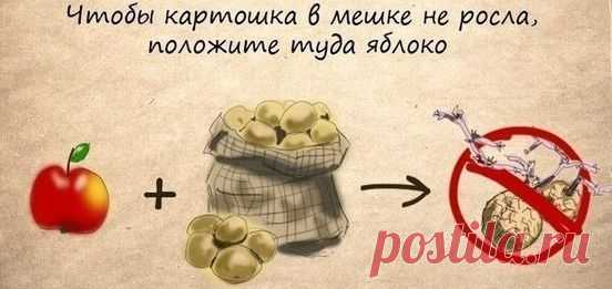 Чтобы картошка не прорастала - полезный совет