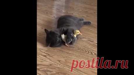 Умничка, котик! Играет и не обижает!