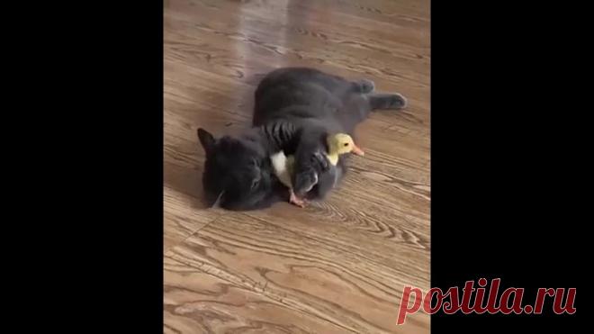 Умничка, котик! Играет и не обижает!