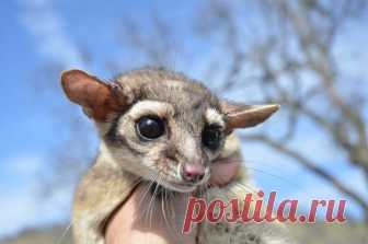 Какомицли, или кэкомислы (лат. bassariscus) Какомицли, или кэкомислы (лат. Bassariscus) живут, в основном, на западе и юго-западе США. Их здесь зовут «кольцехвостыми кошками», однако кошачьим они