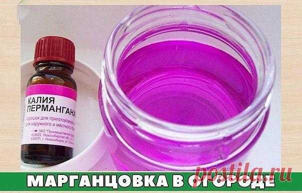 Марганцовка в огороде