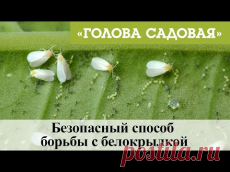 Голова садовая - Безопасный способ борьбы с белокрылкой