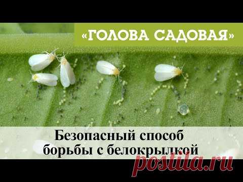 Голова садовая - Безопасный способ борьбы с белокрылкой