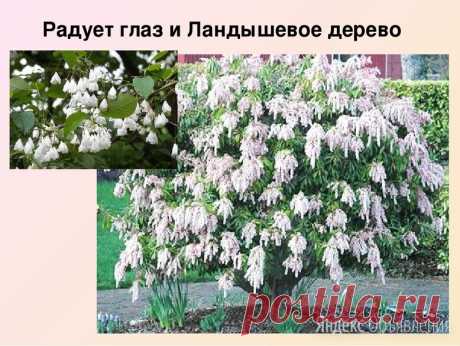 ландышевое дерево и др. саженцы купить в Москве | Объявления о продаже в категории Дача, сад и огород на Яндекс.Объявлениях