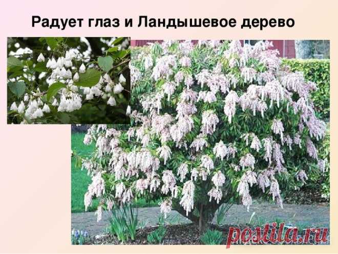 ландышевое дерево и др. саженцы купить в Москве | Объявления о продаже в категории Дача, сад и огород на Яндекс.Объявлениях