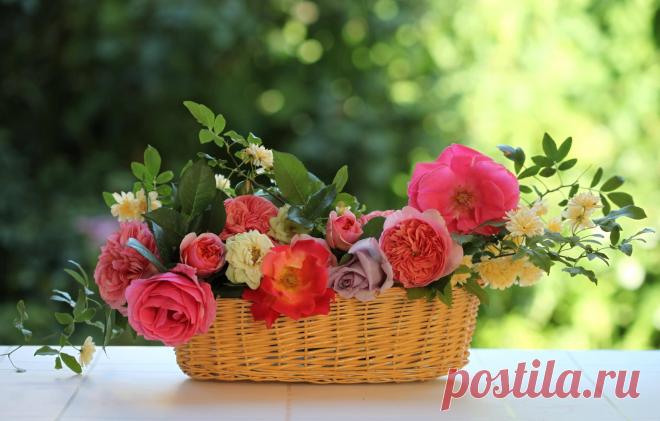 Розы, цветы, садовые, корзина, композиция, листья, ветки лучшие живые обои на рабочий стол