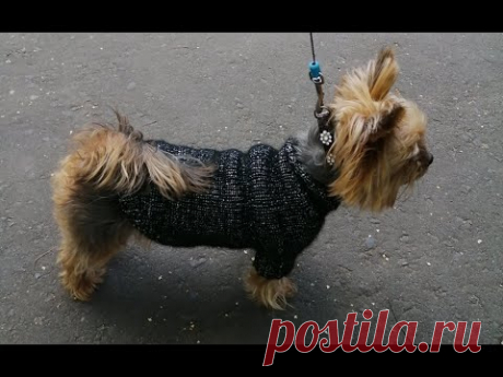 Свитер для собаки спицами