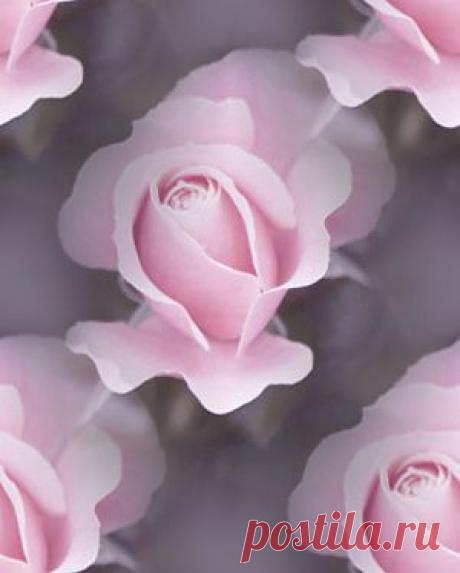 фоны из фотографий Naked_Truth — Прекрасные фоны для дневников