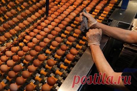 17-летний российский подросток лишился руки на птицефабрике. В Омской области 17-летнему подростку, который подрабатывал на производстве «Птицефабрика Любинская», отрезало руку. Об этом сообщил региональный портал Ngs55.ru. По сведениям издания, юный россиянин попал под транспортировочную ленту. Несовершеннолетний выжил, однако получил открытую черепно-мозговую травму.