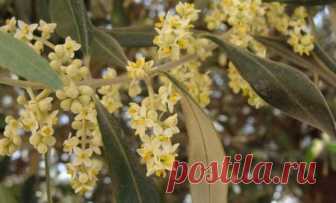 Оливковое дерево: выращивание и уход в домашних условиях Неужели дерево может поместиться в горшок на подоконнике
Впервые оливковые деревья появились в Средиземноморье. Сейчас их выращивают (в садах) в Индии и Крыму, в Греции и Туркмении, в Грузии и Мексике...