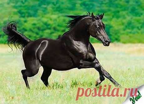 Страницы
