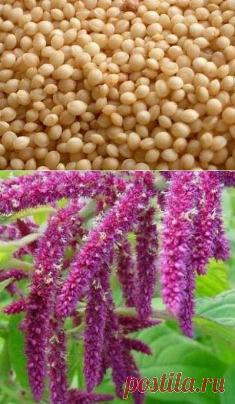 Амарант - хлеб долгожителей, запрещённый Петром I