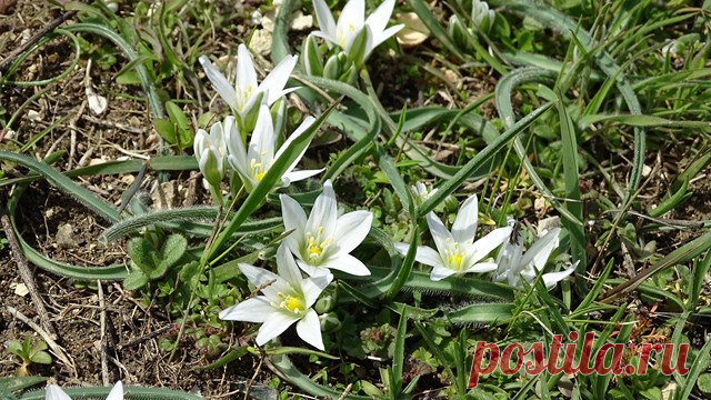 Ранняя весна, природа пробуждается