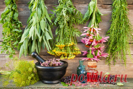 Травы отхаркивающие и выводящие мокроту при кашле, разжижающие травы для отхаркивания мокроты. Какие травы от кашля с мокротой помогут для отхождения и разжижения слизи