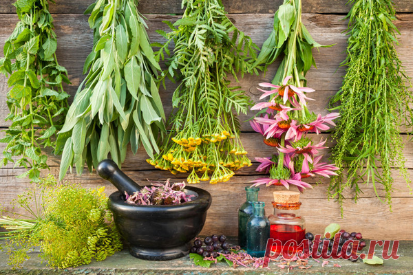 Травы отхаркивающие и выводящие мокроту при кашле, разжижающие травы для отхаркивания мокроты. Какие травы от кашля с мокротой помогут для отхождения и разжижения слизи