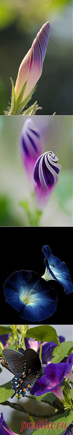 Ипомея
Rute Lenci Boccia приколол(а) это к доске Botany & Flowers