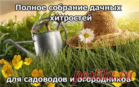 Полное собрание дачных хитростей для садоводов и огородников 
1. Свекла любит полив методом дождевания и частые, но осторожные рыхления. 2. После второго прореживания свеклу подкармливают минеральными удобрениями. 3. Лучше всего свекла растет на нешироких грядк…