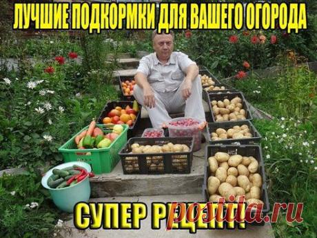 6 способов: как сделать удобрение - подкормку для огородный растений.