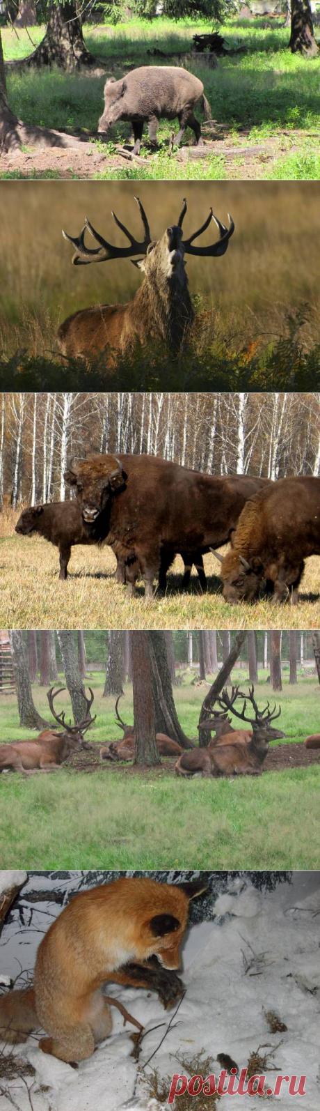 Удивительная Беловежская пуща | "Secret worlds"