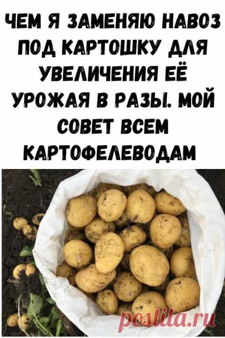 Чем я заменяю навоз под картошку для увеличения её урожая в разы. Сегодня я расскажу про интересный способ удобрить и подготовить огород к посадке картофеля без смены участка и внесения дорогих удобрений. подкормки овощей многолетники для сада